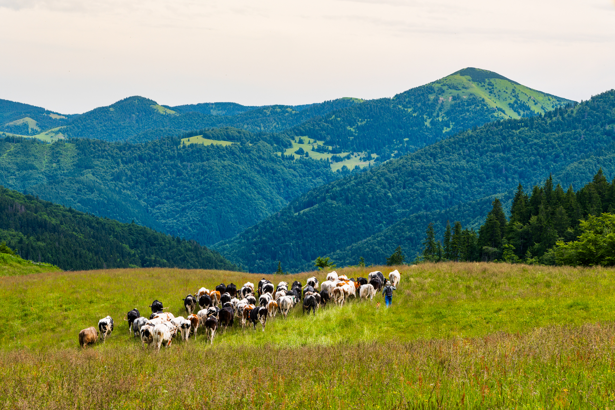 ZFC 2146 DxO DeepPRIME XD2s